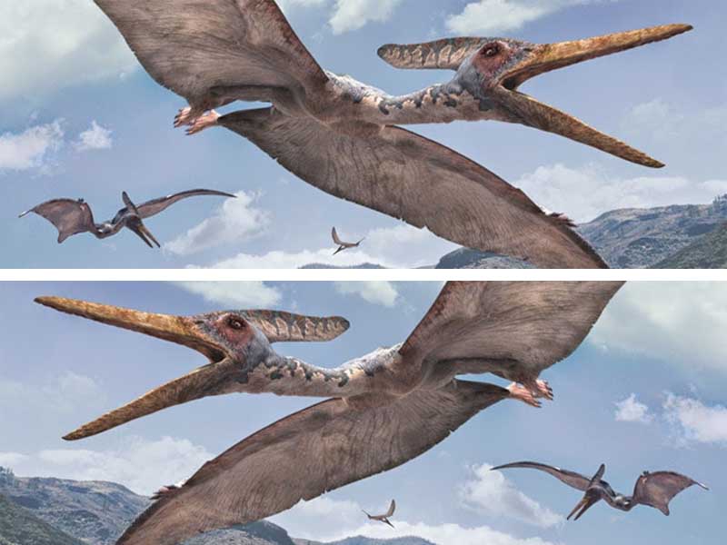 Учёные University of Queensland описали самого крупного австралийского летающего ящера