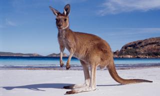 western-australia-kangaroo-beach